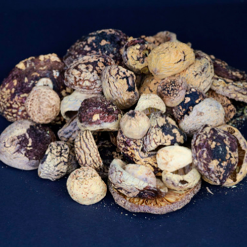 Getrocknete Kappen des Königsfliegenpilzes (Amanita regalis), Thunderpilz