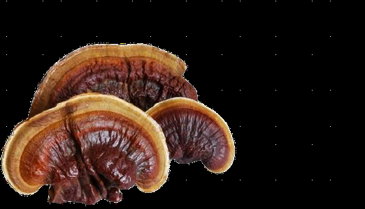 Reishi (Ganoderma lucidum) – wilde Stücke, sibirisch, Thunderpilz